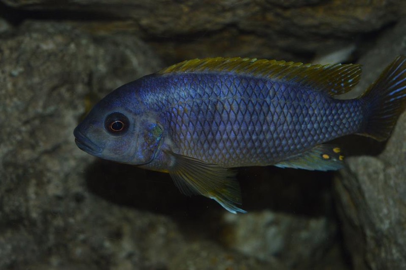Petrotilapia sp. 'chitimba' Chitimba Bay
